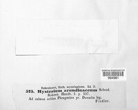 Lophodermium arundinaceum image